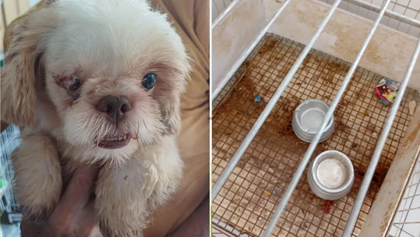 Estado registrou 625 ocorrências em 2025, sendo 472 delas contra cachorros; Grande Vitória concentra a maioria das denúncias