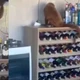 Imagem - Macaco bugio quebra taças e garrafas em casa de moradora de Fundão