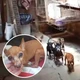 Imagem - Polícia flagra canil com 80 animais em situação de maus-tratos em Cariacica
