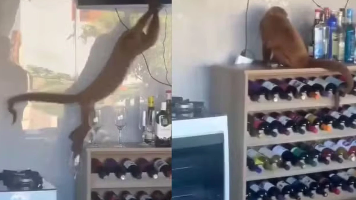 Macaco bugio invadiu casa e quebrou seis taças e quatro garrafas em Fundão, Espírito Santo