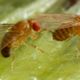 Imagem - A surpreendente razão que leva a mosca-das-frutas a beber álcool