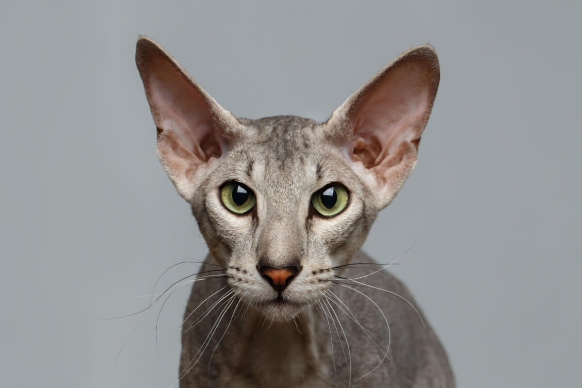A combinação de características do gato peterbald encanta admiradores (Imagem: Seregraff
 | Shutterstock) 