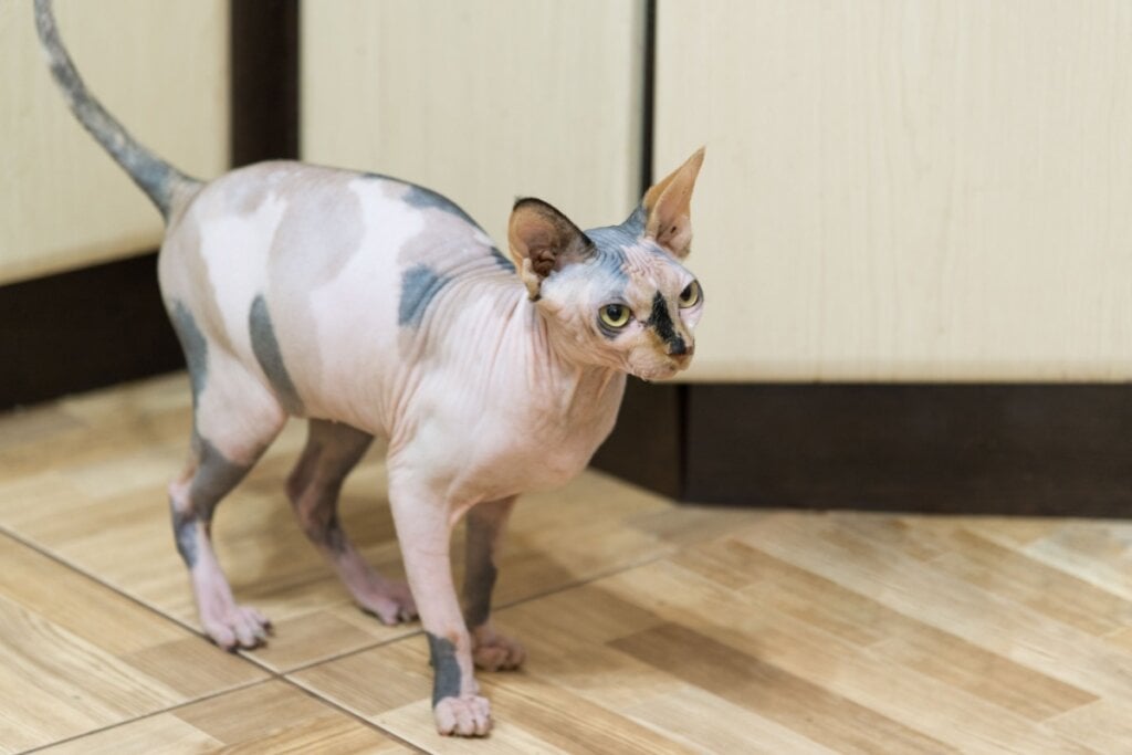 Os gatos peterbald sem nenhuma pelagem precisam de banhos regulares (Imagem: BestPhotoPlus | Shutterstock)