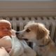 Imagem - 6 dicas para facilitar a adaptação do animal com a chegada do bebê