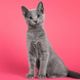 Imagem - 8 nomes de personagens de animes para gatos
