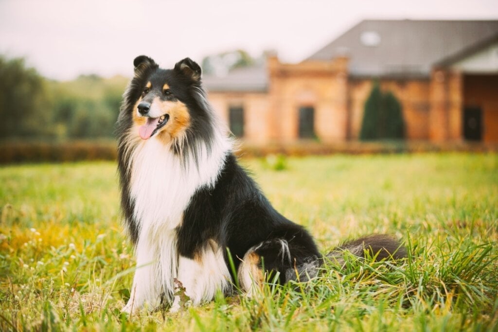 O collie é conhecido por sua gentileza e comportamento equilibrado (Imagem: George Trumpeter | Shutterstock)