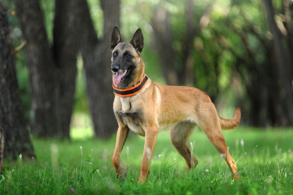 O pastor belga malinois é um cão valente, com grande habilidade para cumprir comandos complexos (Imagem: Victoria Antonova | Shutterstock) 