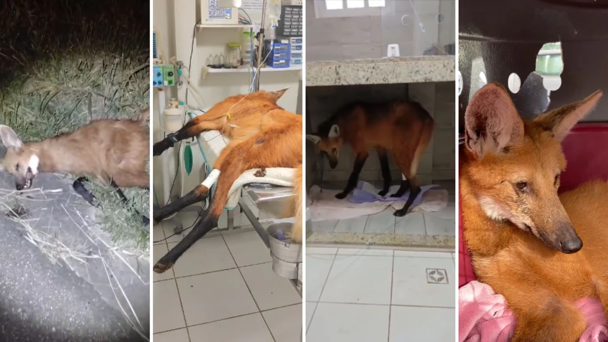 A Lobo-guará foi resgatada na madrugada de sábado (5) com uma infecção e precisou passar por tratamento em uma clínica. Ela seguirá sendo acompanhada até estar apta a voltar para natureza