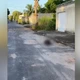 Imagem - Capivaras e gato morrem atropelados em Vila Velha: 'Foi intencional', diz delegado
