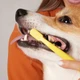 Saúde bucal dos pets, cachorro escovando os dentes 