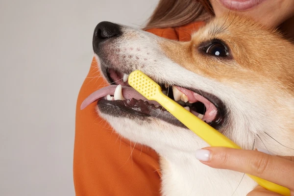 Saúde bucal dos pets, cachorro escovando os dentes