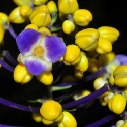 Planta tem pétalas azuis e sépalas amarelas, características nunca registradas anteriormente na espécie Dichorisandra procera