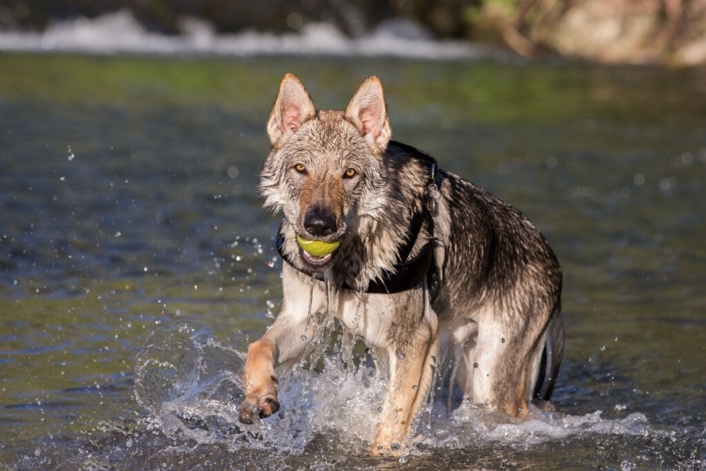 O cão lobo tchecoslovaco possui boa resistência física e costuma ser saudável (Imagem: Luca Nichetti | Shutterstock) 
