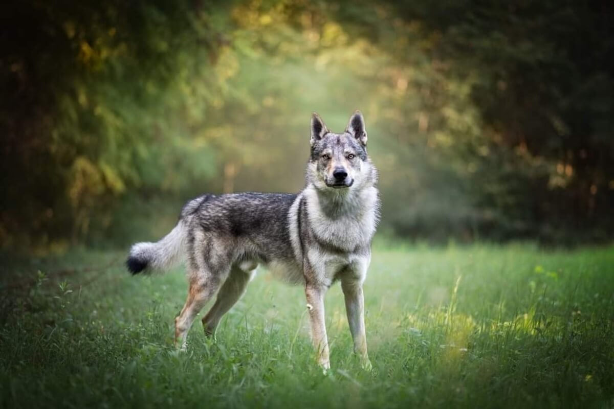 O cão lobo tchecoslovaco é reconhecido por sua versatilidade e desempenho em diversas tarefas (Imagem: Dany Store | Shutterstock) 