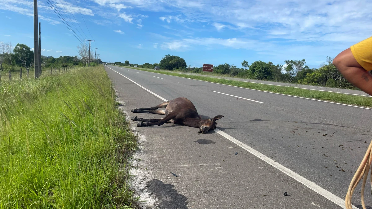 Cavalo morre e carro fica destruído após atropelamento na Rodovia do Sol por Álvaro Guaresqui