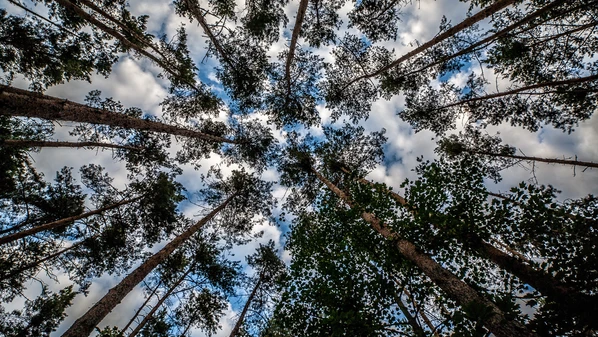 A BiomassTrust é uma startup fundada no hub da Universidade de Harvard