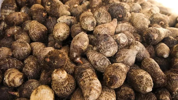 Tubérculo é cultivado principalmente nas regiões de montanha e mais frias do município