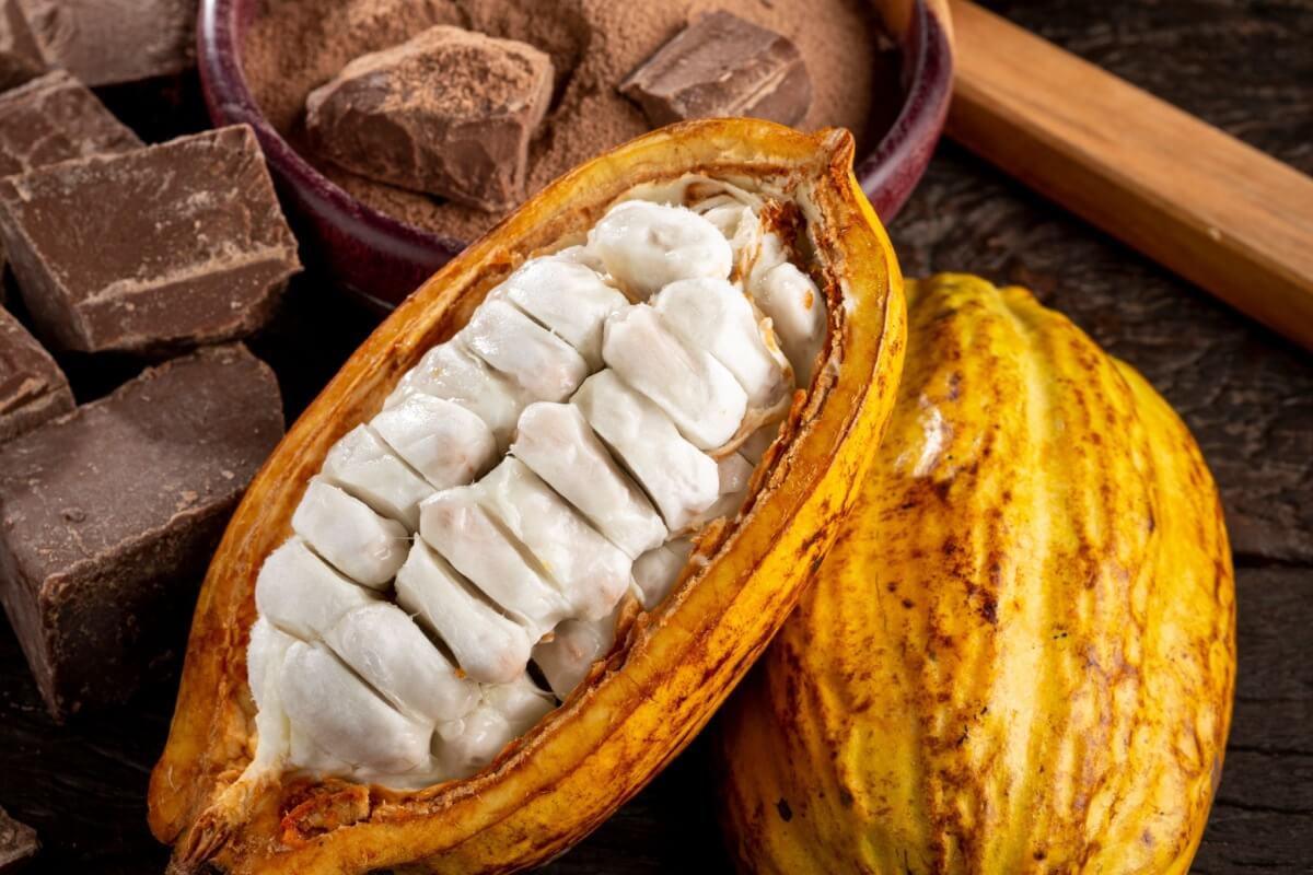 O cacau é uma fruta rica em nutrientes importantes para a saúde (Imagem: WS-Studio | Shutterstock)
