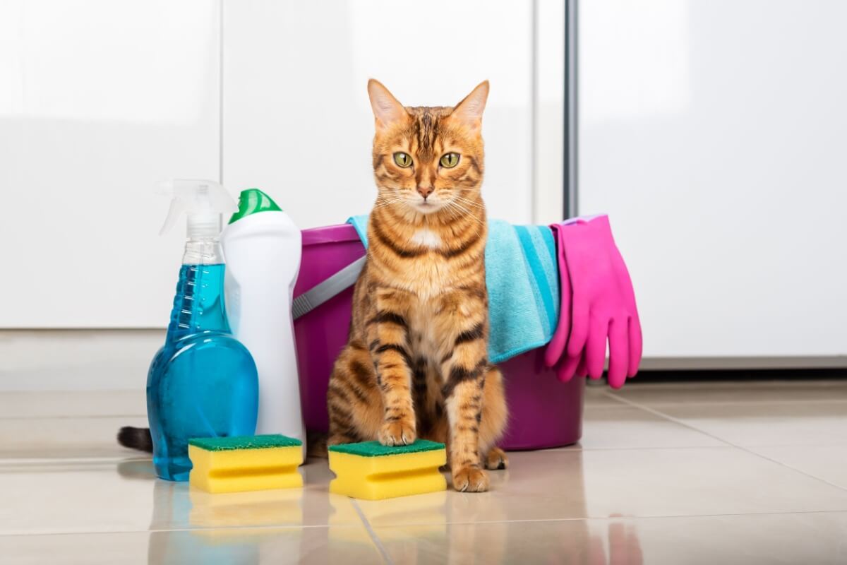 É fundamental tomar alguns cuidados ao utilizar produtos de limpeza em ambientes que tenham animais de estimação  (Imagem: Svetlana Rey | Shutterstock)