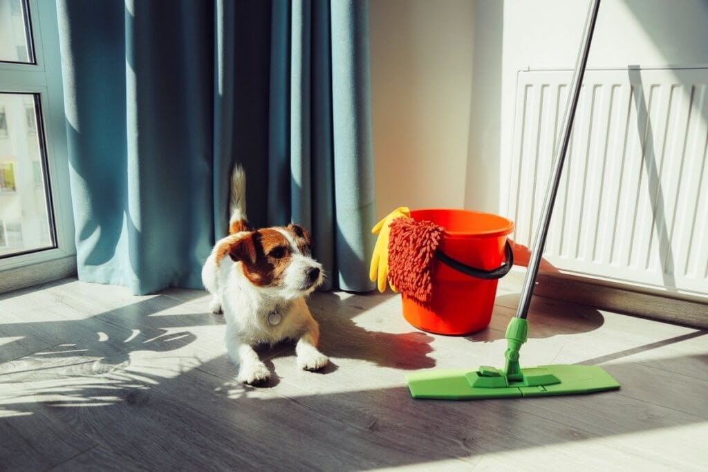 Produtos de limpeza com amônia podem ser perigosos para os animais (Imagem: Julia Bond | Shutterstock) 