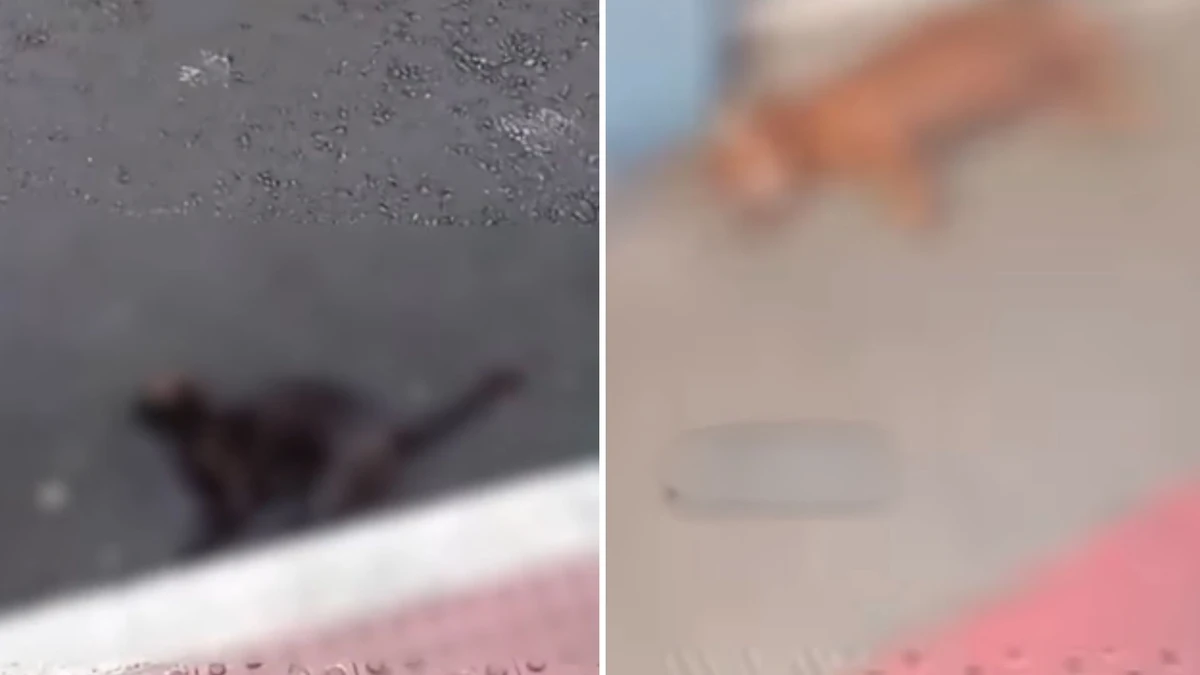 Gatos e cães foram encontrados mortos no Centro de Vitória.