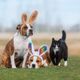 As brincadeiras divertem e estimulam os pets durante a Páscoa (Imagem: Rita_Kochmarjova | Shutterstock) 
