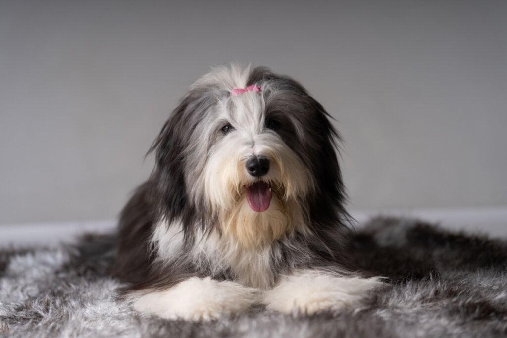 Os cachorros da raça bearded collie têm uma &#8220;barba&#8221; que destaca a região do focinho (Imagem: DNF Style | Shutterstock)