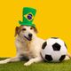 Colocar nome de jogador no seu cachorro pode ser uma forma divertida de celebrar duas paixões: pets e futebol (Imagem: Gabriela Bertolini | Shutterstock)