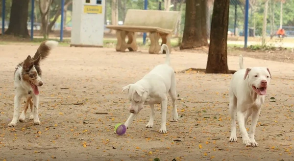 Animais terão cadastro nacional