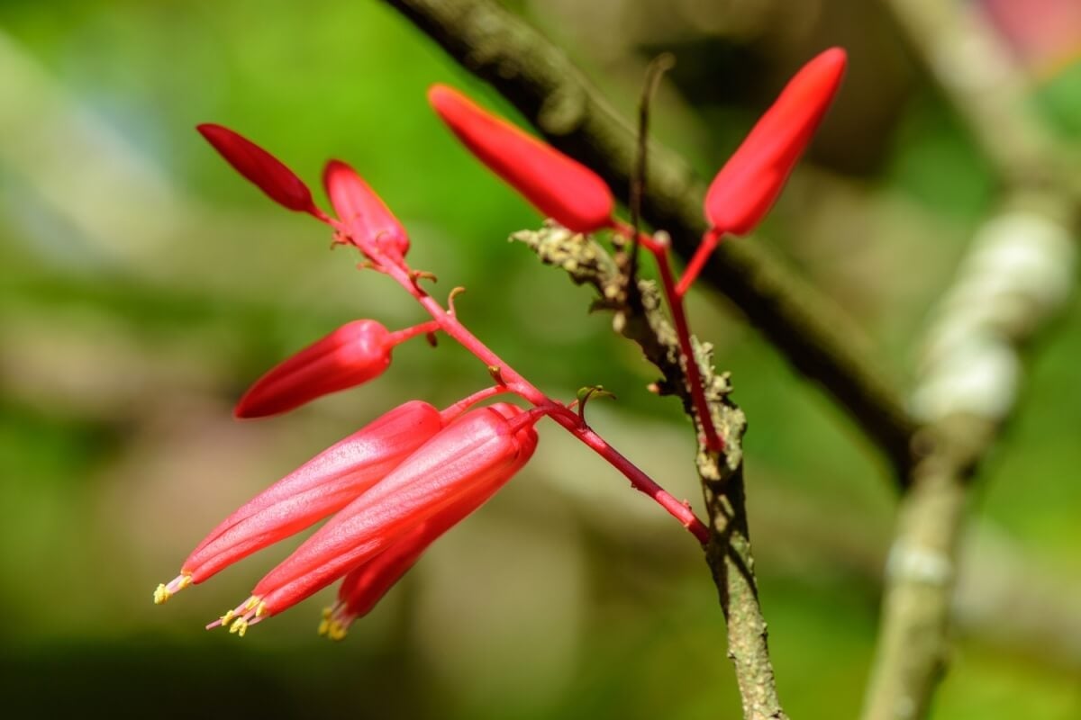 A quassia tem propriedades que beneficiam a saúde digestiva (Imagem: pisitpong2017 | Shutterstock) 