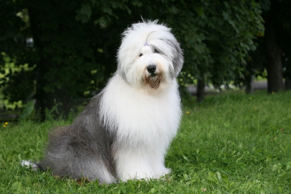 O cachorro da raça old english sheepdog exige uma alimentação balanceada e cuidados com a pelagem (Imagem: Svetlana Valoueva | Shutterstock)