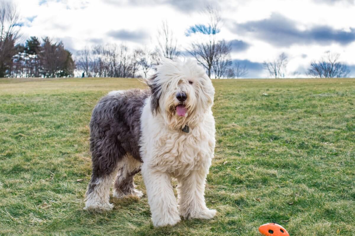 O old english sheepdog é uma raça protetora e brincalhona (Imagem: DesignTop | Shutterstock)