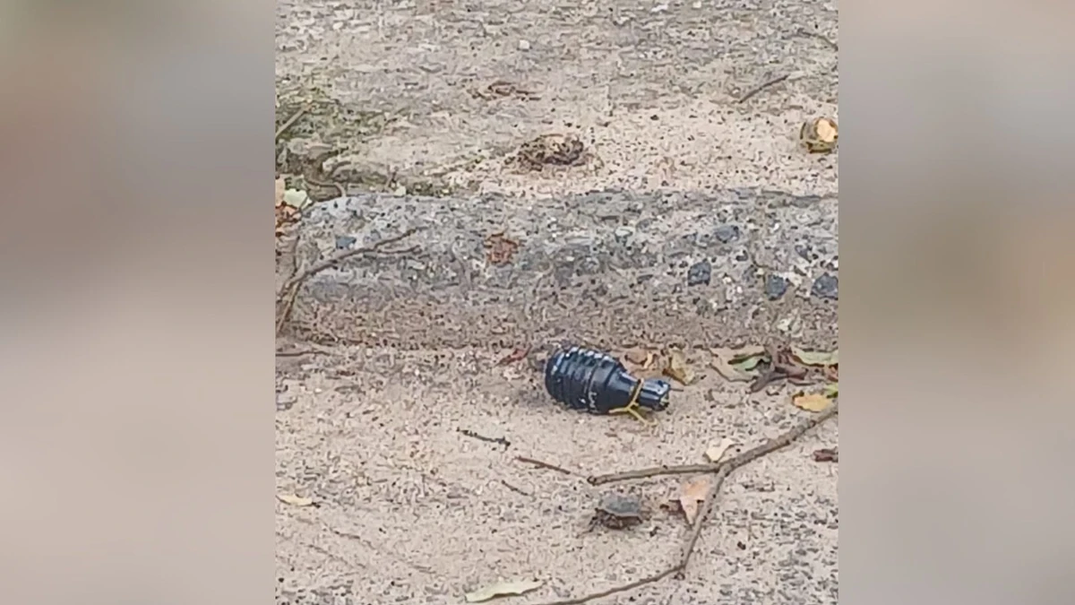 Granada é encontrada no bairro Vasco da Gama, em Cariacica. por Reprodução | Leitor AG