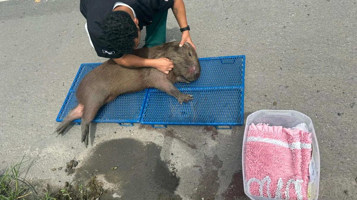 Capivara atropelada é resgatada por equipes da Ecovias 101, na BR 101, na Serra