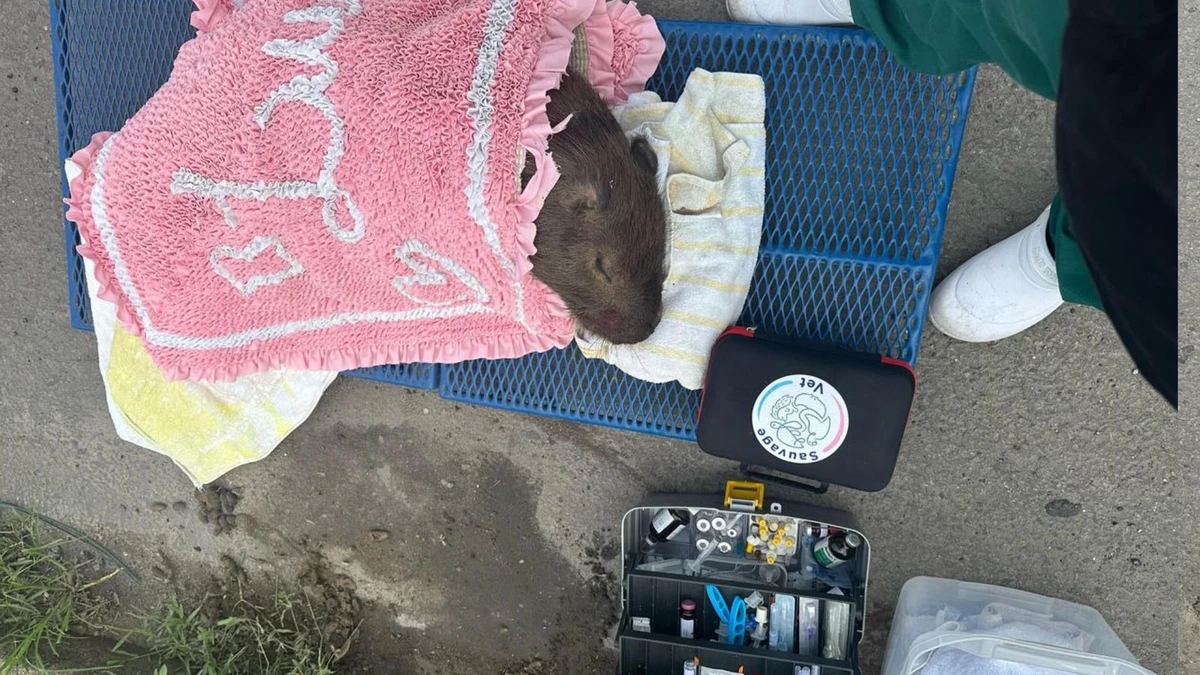 O animal  foi encontrado por equipes da Ecovias 101 com escoriações e sinais de sangramento.