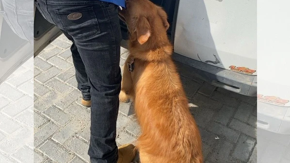 No apartamento onde moravam a tutora, a mãe dela e os animais, havia mau cheiro proveniente de fezes e urina dos animais