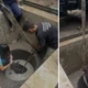 Imagem - Anta é resgatada viva após cair em cacimba d’água em Sooretama