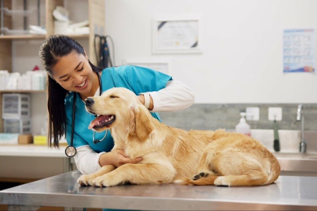 O microchip, do tamanho de um grão de arroz, é implantado sob a pele do animal (Imagem: PeopleImages.com – Yuri A | Shutterstock) 