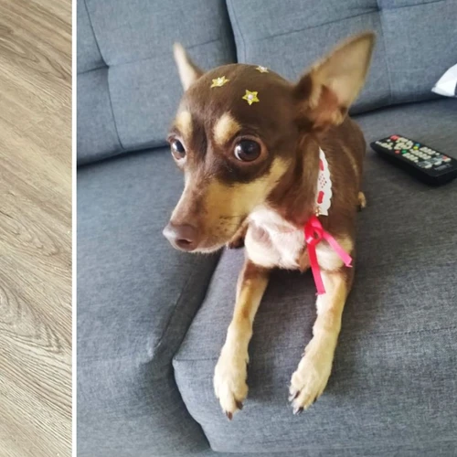 Imagem - Dono de hotel para cães de Vitória oferece R$ 3 mil para quem encontrar cadela