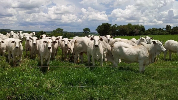 Em metade dos municípios do Espírito Santo, a população de bovinos é maior do que a de pessoas, conforme a Gerência de Dados e Análises da Secretaria de Estado da Agricultura, Abastecimento, Aquicultura e Pesca (Seag)