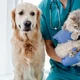 Cachorro e gato no veterinário