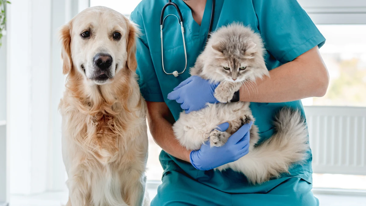 Cachorro e gato no veterinário