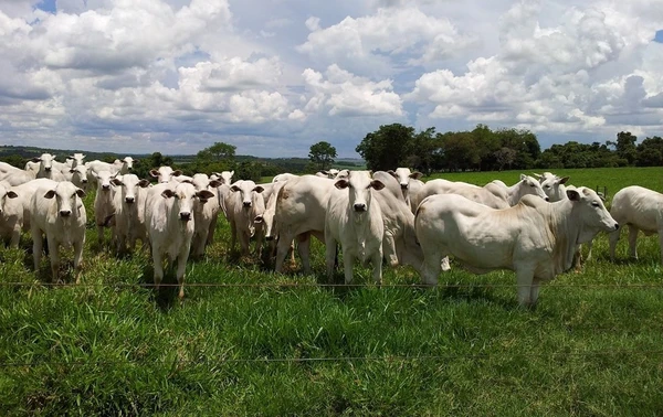 Cidades no Espírito Santo têm mais bois que pessoas