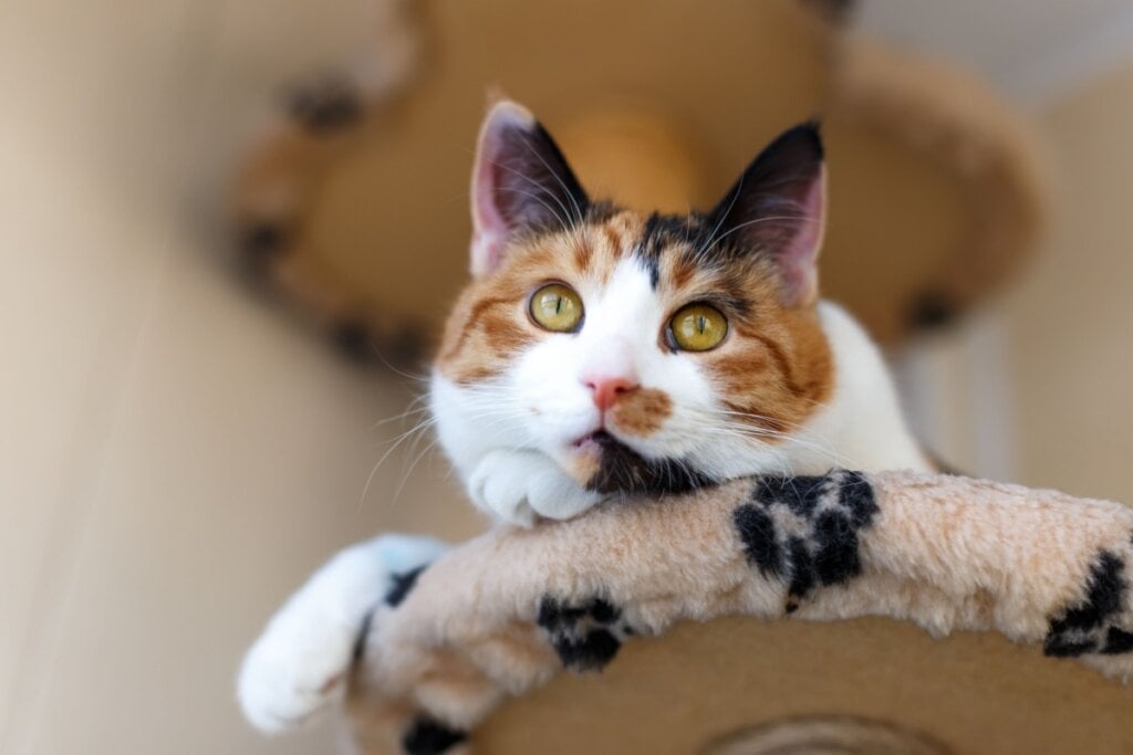 Não existem dois gatos tricolores com a mesma combinação e distribuição de cores (Imagem: tasha_lyubina | Shutterstock)