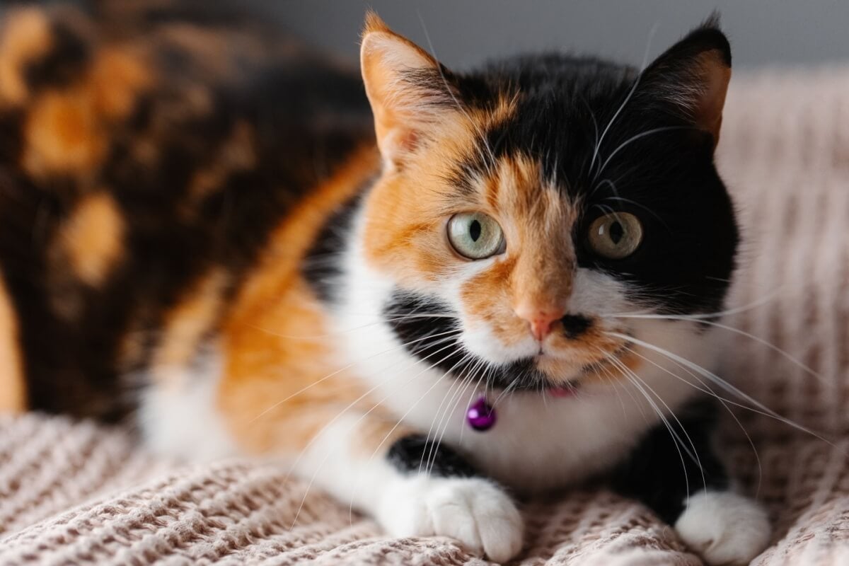 Os gatos tricolores guardam particularidades genéticas e culturais (Imagem: Kifor production | Shutterstock)