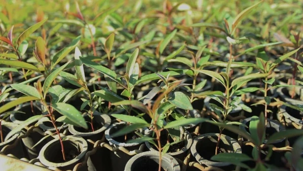 Doação começa nesta primeira quinzena de maio para pequenos e médios produtores rurais do município