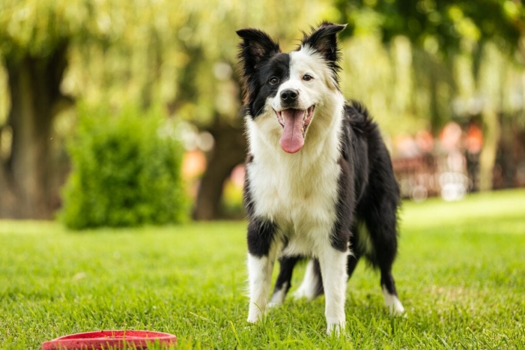 O border collie tem uma estrutura física atlética e saudável (Imagem: Arnold.Petersen | Shutterstock)