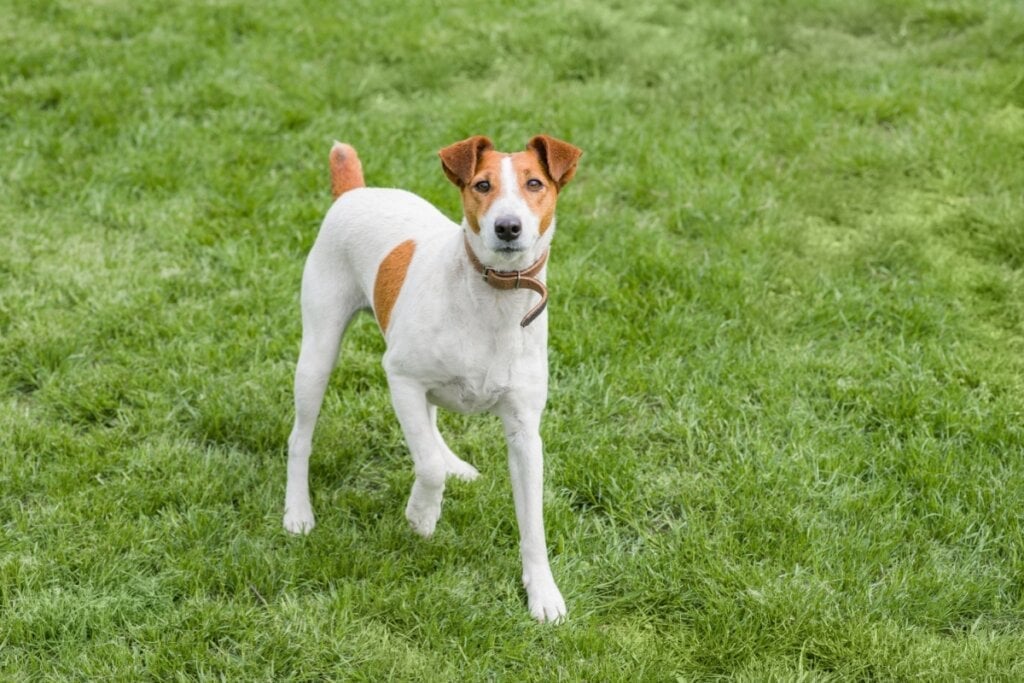 O fox terrier de pelo liso é conhecido por ser enérgico e com poucas doenças genéticas registradas (Imagem: Catherine Utorova | Shutterstock)