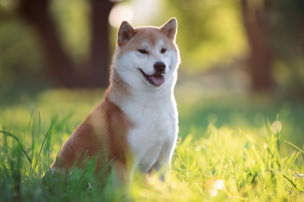 O shiba inu tem uma saúde robusta e pode viver de 12 a 16 anos (Imagem: OlesyaNickolaeva | Shutterstock)
