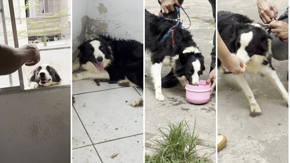 Border collie vítima de maus-tratos é resgatado em Vila Velha